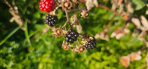 Natural fresh blackberries in the garden. Bouquet of ripe and unripe blackberry fruits - Rubus fruticosus - on a branch with green leaves at the farm. Organic farming, healthy food.