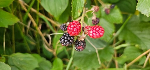 Natural fresh blackberries in the garden. Bouquet of ripe and unripe blackberry fruits - Rubus...