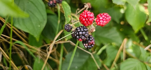 Natural fresh blackberries in the garden. Bouquet of ripe and unripe blackberry fruits - Rubus fruticosus - on a branch with green leaves at the farm. Organic farming, healthy food.