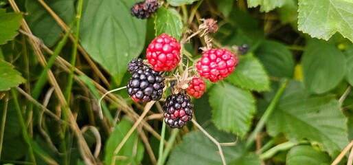 Natural fresh blackberries in the garden. Bouquet of ripe and unripe blackberry fruits - Rubus...