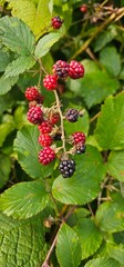 Natural fresh blackberries in the garden. Bouquet of ripe and unripe blackberry fruits - Rubus fruticosus - on a branch with green leaves at the farm. Organic farming, healthy food.