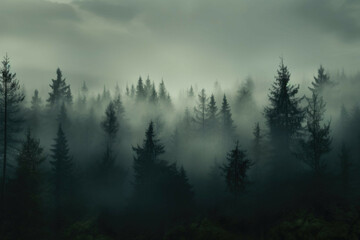 A forest of pine trees in the fog