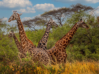African Giraffes Standing Back-to-Back on Guard