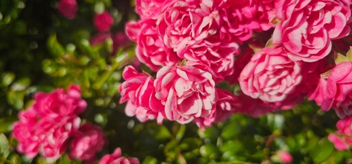 Rosa Damascena, known as the Damascus rose - pink, oleaginous, flowering, deciduous shrub plant. Valley of Roses. Close-up. Taillight. Selective focus.