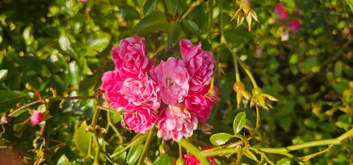 Rosa Damascena, known as the Damascus rose - pink, oleaginous, flowering, deciduous shrub plant. Valley of Roses. Close-up. Taillight. Selective focus.