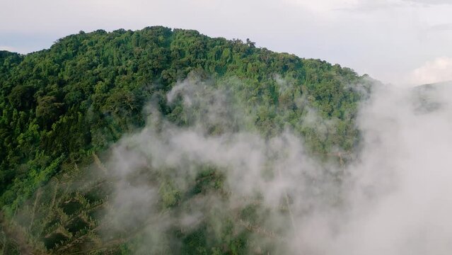 Cerro Los Naranjos coffee forest in El Salvador aerial footage above the clouds - Dolly In