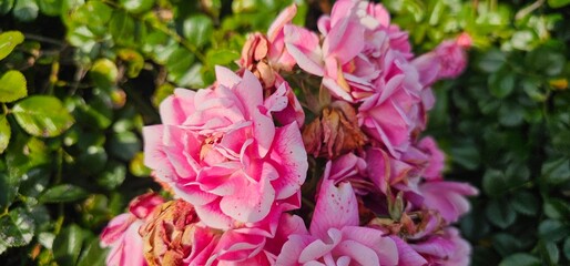 Fototapeta premium Rosa Damascena, known as the Damascus rose - pink, oleaginous, flowering, deciduous shrub plant. Valley of Roses. Close-up. Taillight. Selective focus.