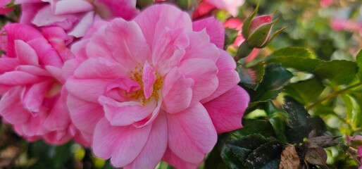 Rosa Damascena, known as the Damascus rose - pink, oleaginous, flowering, deciduous shrub plant. Valley of Roses. Close-up. Taillight. Selective focus.