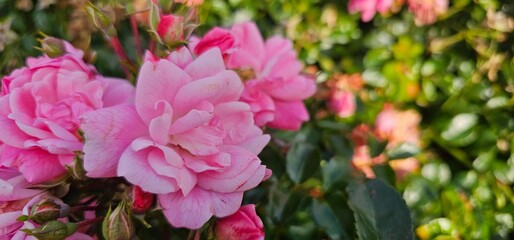 Rosa Damascena, known as the Damascus rose - pink, oleaginous, flowering, deciduous shrub plant....