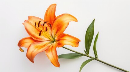 Blooming orange lily stem on white background