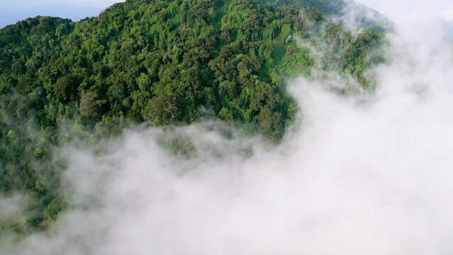 Cerro Los Naranjos in coffee forest in El Salvador aerial footage above the clouds - Tilt Up