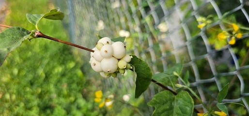 Branches with white berries of Symphoricarpos albus, commonly known as Snowberry, in the garden.
