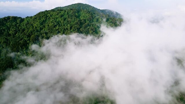 Cerro Los Naranjos coffee forest in El Salvador aerial footage above the clouds.