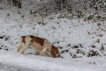 Working English Cocker Spaniel Dog in the Forest
