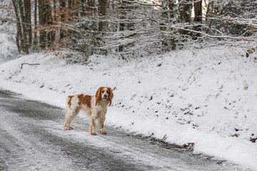 Working English Cocker Spaniel Dog in the Forest