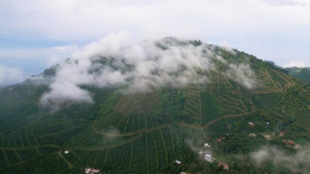 Cerro Los Naranjos in coffee forest in El Salvador aerial footage above the clouds.