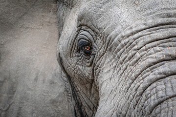 African Elephant Eye