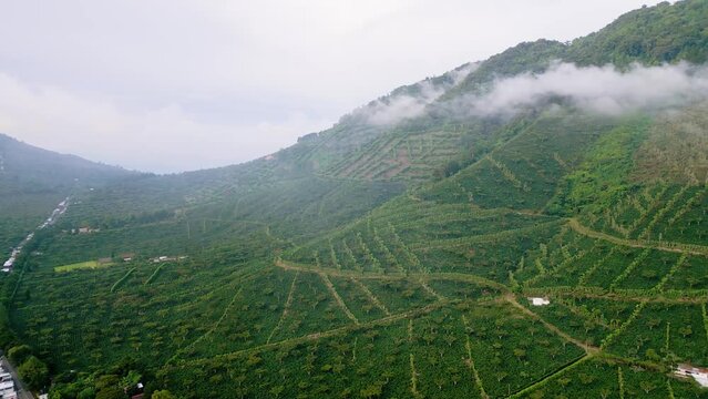 Cerro Los Naranjos in coffee forest in El Salvador aerial footage above mist clouds.