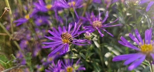 Fototapeta premium Violet flowers of Michaelmas Daisy (Aster Amellus), Aster alpinus, Asteraceae violet flowers growing in the garden in summer with a bee collecting pollen or nectar