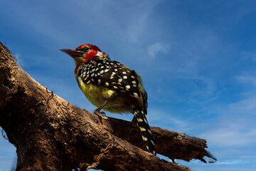 African Exotic Bird on Branch