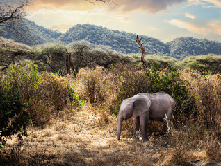 Baby Elephant at Lake Manyara