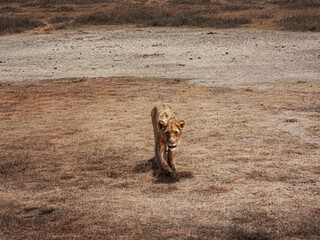 Young Male Lion on the Prowl in Africa