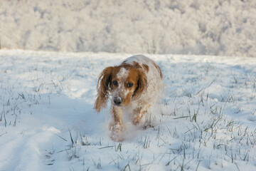 Working English Cocker Spaniel Dog in the Forest