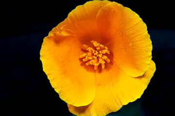 california poppy, intense color flower with hue changes to yellow with water drop