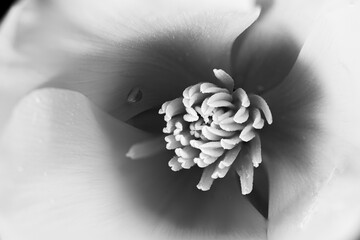 california poppy, flower with hue changes to black and white of funereal suggestion and death with...