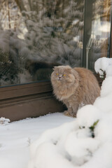 Gray Scottish fold cat with Yellow Eyes is Walking in the garden