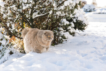 Gray Scottish fold cat with Yellow Eyes is Walking in the garden