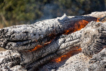 Large Wood Logs Burning in Control Burn