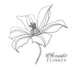 Line art Flowers clematis. Hand drawn sketch vector botanical illustration black and white graphics element for design logo branding