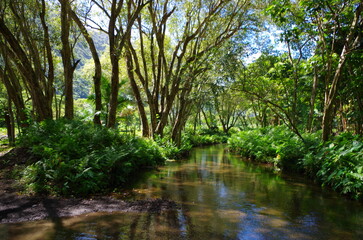 forest river