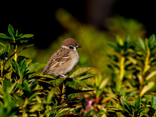 木の枝にとまるスズメ