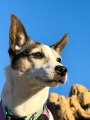 Low angle close up portrait of a Jack Russell Terrier dog with blue sky and rocks in the background