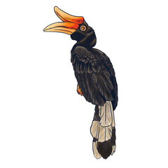 Hornbill illustration