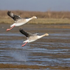 Fototapeta na wymiar Golden goose taking flight