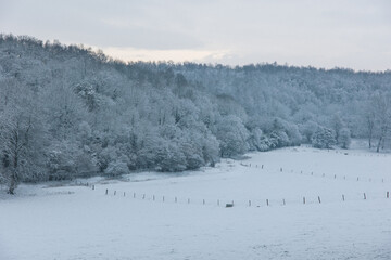 Fairy snowy forest in fog in beautiful winter at sunrise.