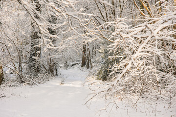 Fairy snowy forest in fog in beautiful winter at sunrise.