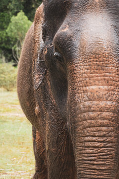 Thailand Elephant