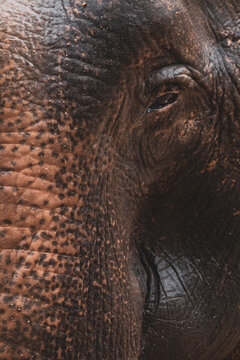 Thailand Elephant