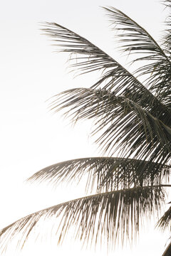 Palm tree