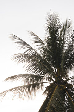 Palm tree