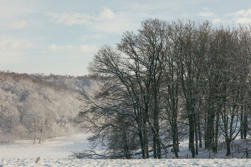 Fairy snowy forest in fog in beautiful winter at sunrise.