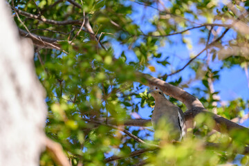 Dove