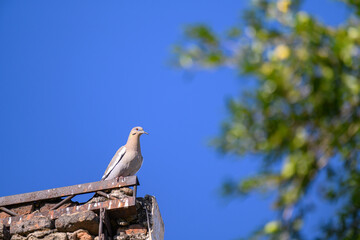 Dove