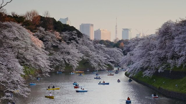 People on boats enjoying cherry blossoms season, Chidorigafuchi moat, Tokyo, Japan