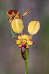 Close-up of Common Donkey Orchid (Diuris corymbosa) - Hyden, Western Australia