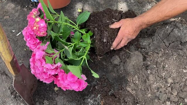 Planting hydrangeas in the garden